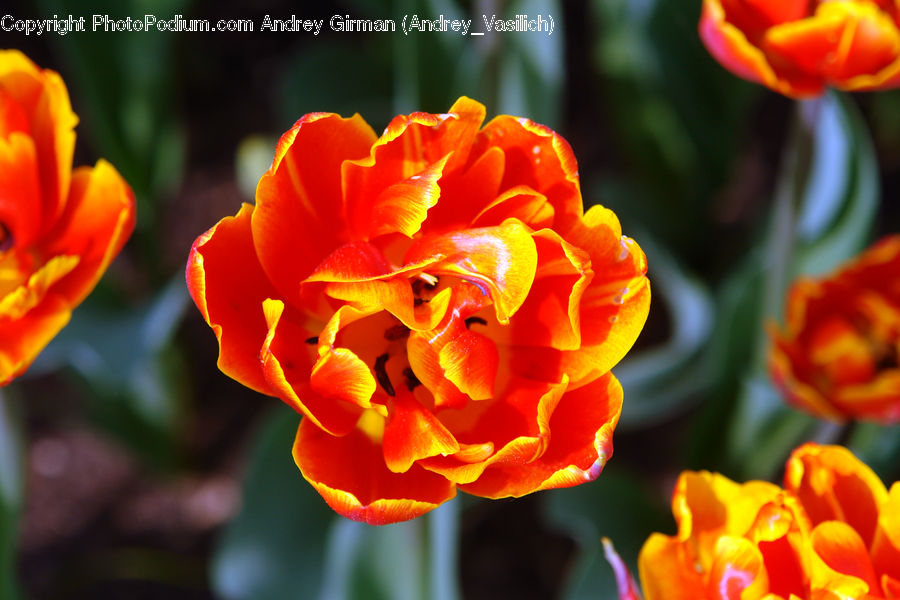 Blossom, Flora, Flower, Plant, Tulip, Fire, Flame