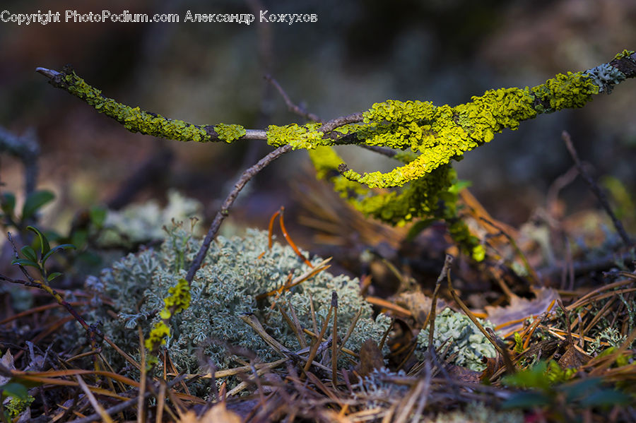 Moss, Plant, Frost, Ice, Outdoors, Snow, Conifer