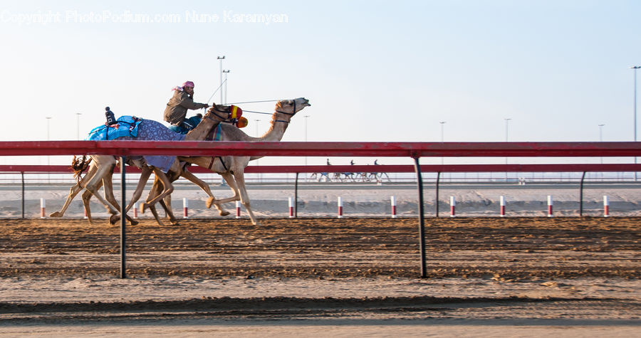 Seesaw, Animal, Equestrian, Horse, Person, Bull, Bullfighter