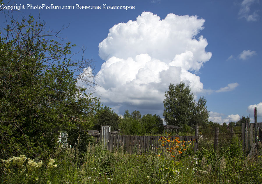 Cloud, Cumulus, Sky, Landscape, Nature, Scenery, Plant