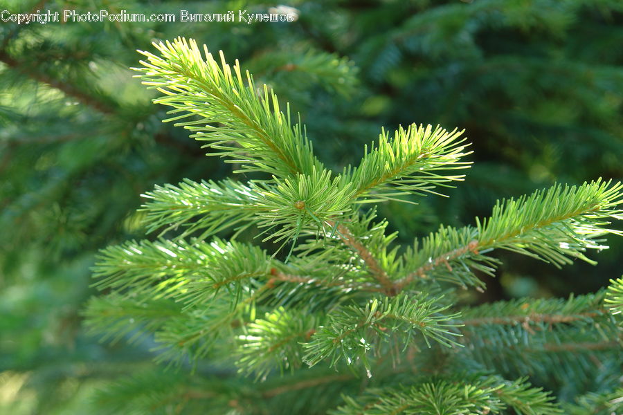 Conifer, Fir, Spruce, Wood, Plant, Tree, Abies