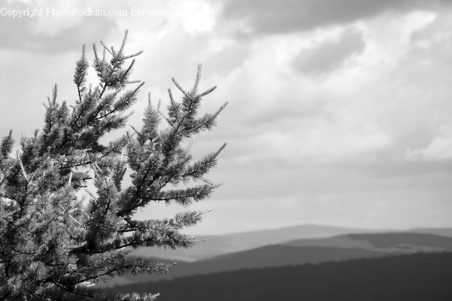 Conifer, Fir, Plant, Tree, Pine, Spruce, Wood