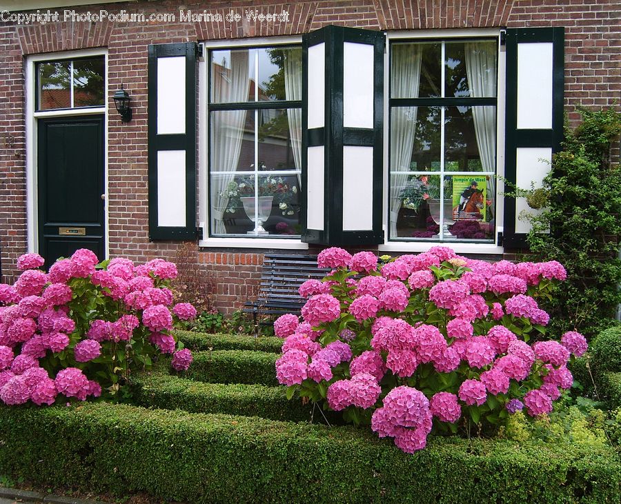 Brick, Blossom, Flora, Flower, Geranium, Plant, Bush