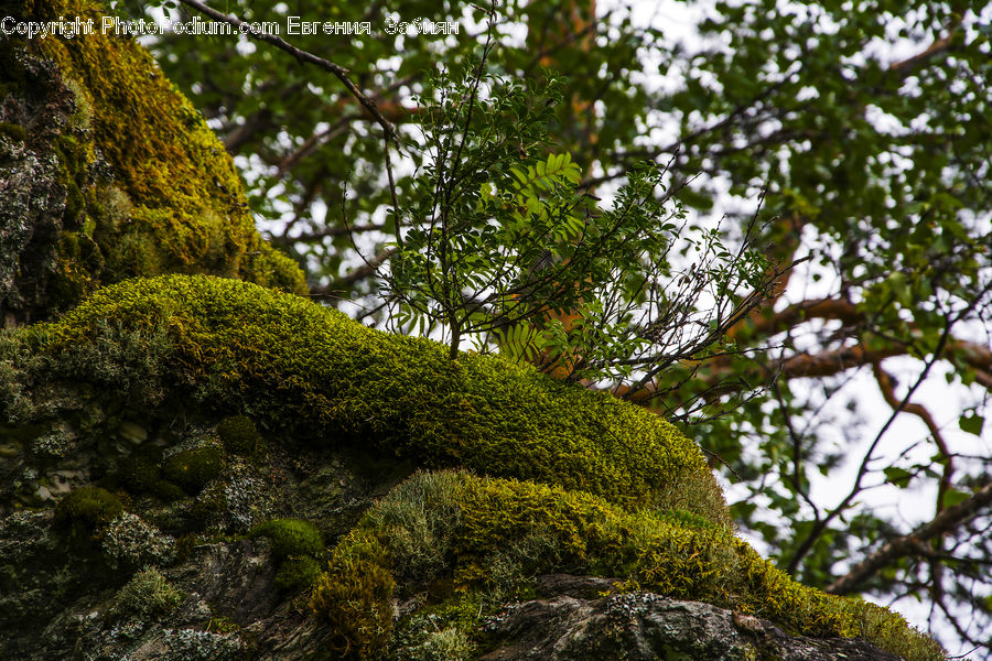 Conifer, Fir, Plant, Tree, Moss, Tree Trunk, Forest