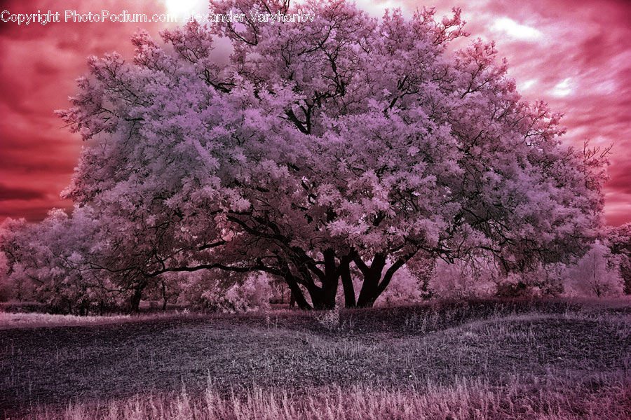 Blossom, Flora, Flower, Plant, Cherry Blossom, Tree, Bush