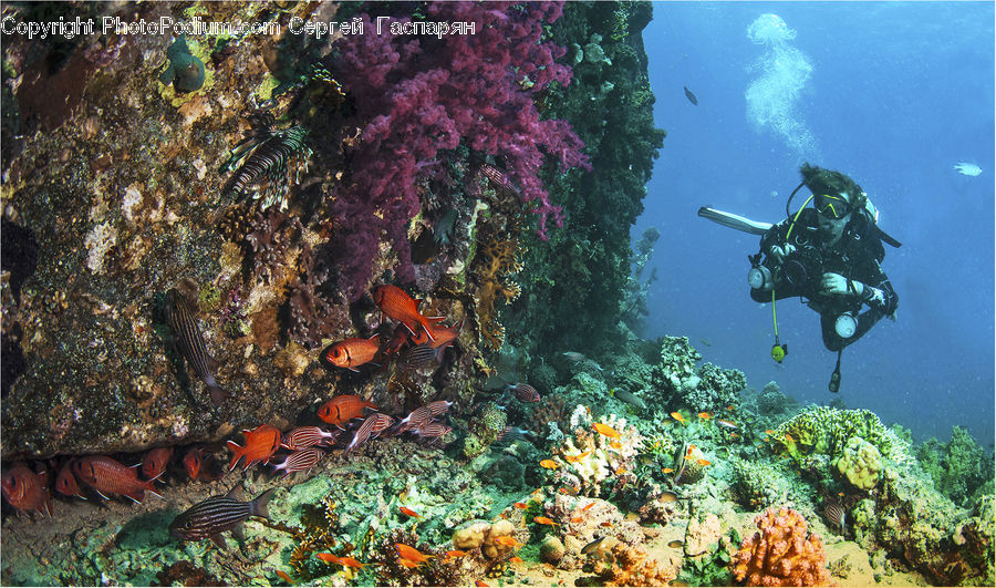 Coral Reef, Outdoors, Reef, Sea, Sea Life, Water, Diver