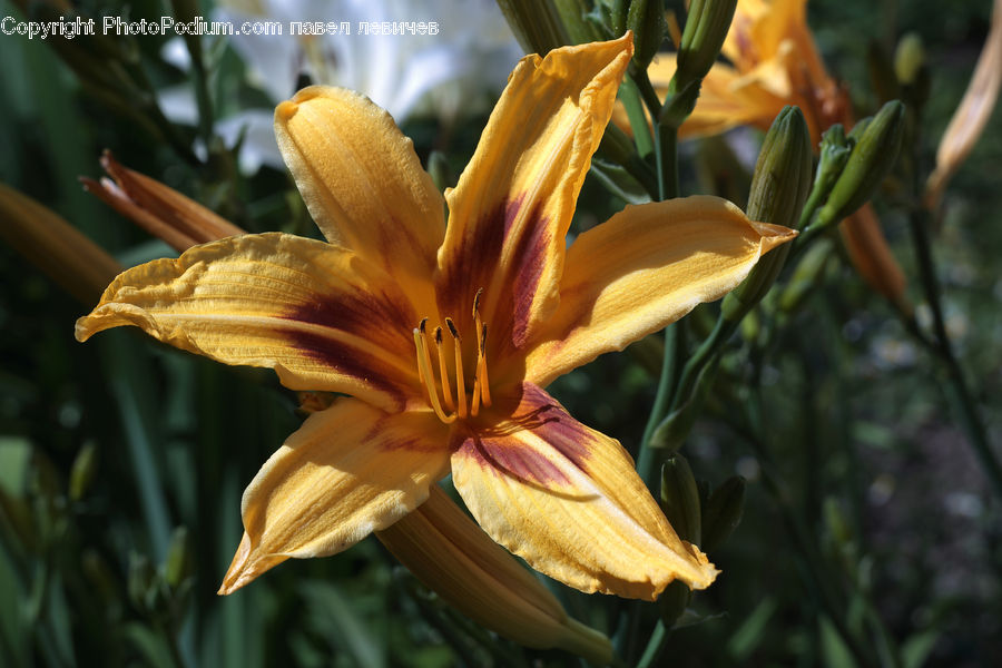Flora, Flower, Lily, Plant, Gladiolus, Blossom, Daffodil