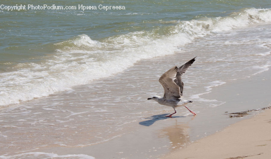 Bird, Seagull, Beach, Coast, Outdoors, Sea, Water