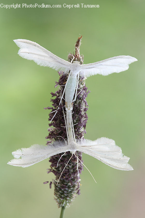 Butterfly, Insect, Invertebrate, Moth, Anisoptera, Dragonfly, Flora