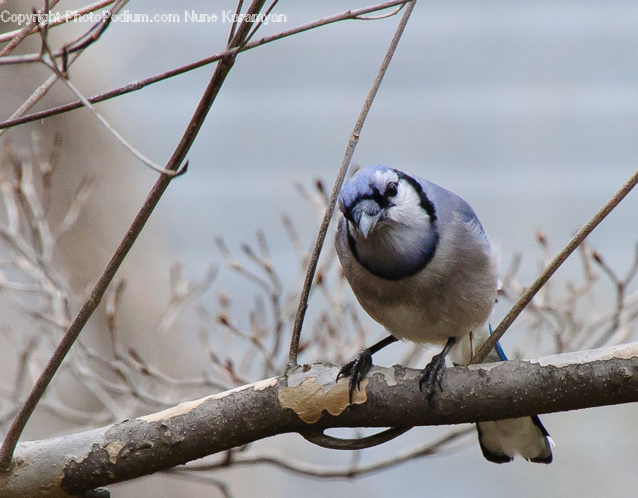 Bird, Blue Jay, Bluebird, Jay, Plant