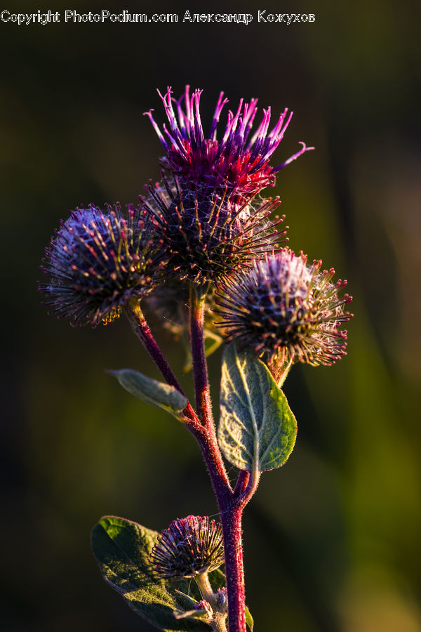 Flora, Flower, Plant, Thistle, Weed, Bud, Blossom