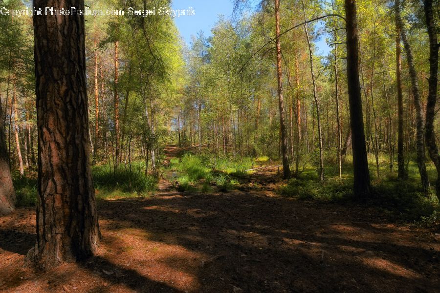 Forest, Vegetation, Grove, Land, Dirt Road, Gravel, Road