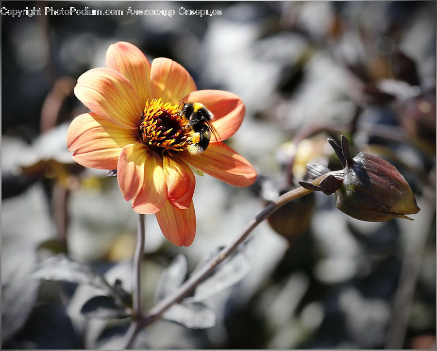 Bud, Plant, Invertebrate, Snail, Bee, Insect, Blossom