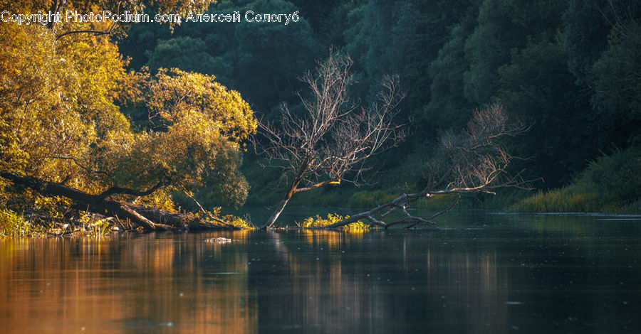 Plant, Tree, Willow, Conifer, Fir, Forest, Vegetation