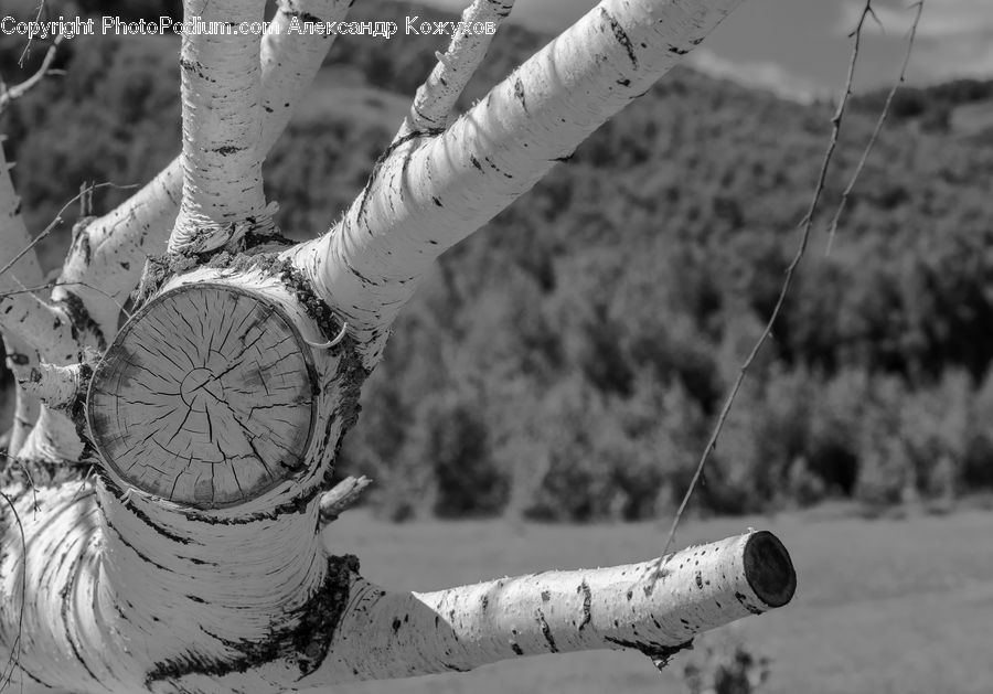 Birch, Tree, Wood, Grass, Plant, Reed, Wire