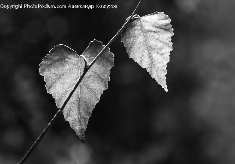 Veins, Frost, Ice, Outdoors, Snow, Ivy, Plant