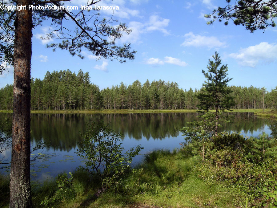 Outdoors, Pond, Water, Land, Marsh, Swamp, Conifer