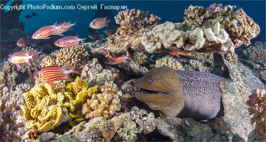 Coral Reef, Outdoors, Reef, Sea, Sea Life, Water, Eel
