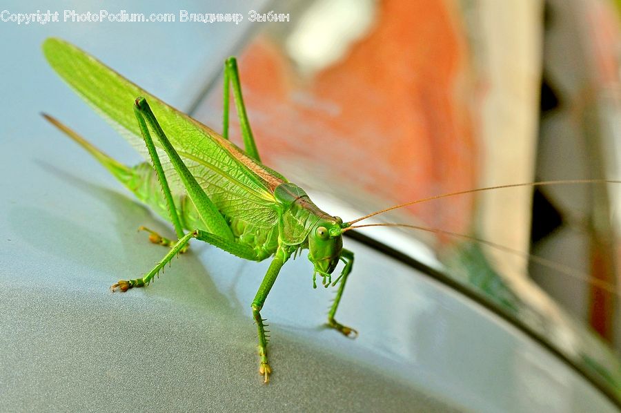 Cricket Insect, Grasshopper, Insect, Invertebrate