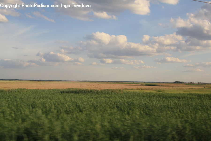 Field, Grass, Grassland, Land, Outdoors, Grain, Wheat