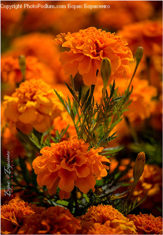 Blossom, Flora, Flower, Plant, Flower Arrangement, Flower Bouquet, Asteraceae