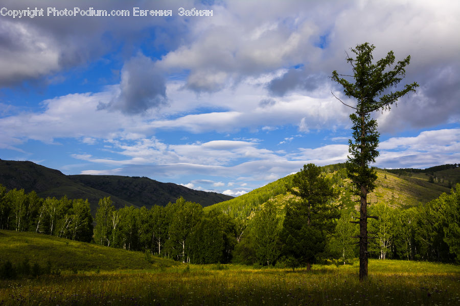 Conifer, Fir, Plant, Tree, Field, Grass, Grassland