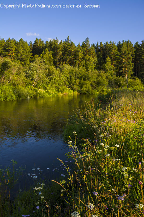 Outdoors, Pond, Water, Field, Grass, Grassland, Plant