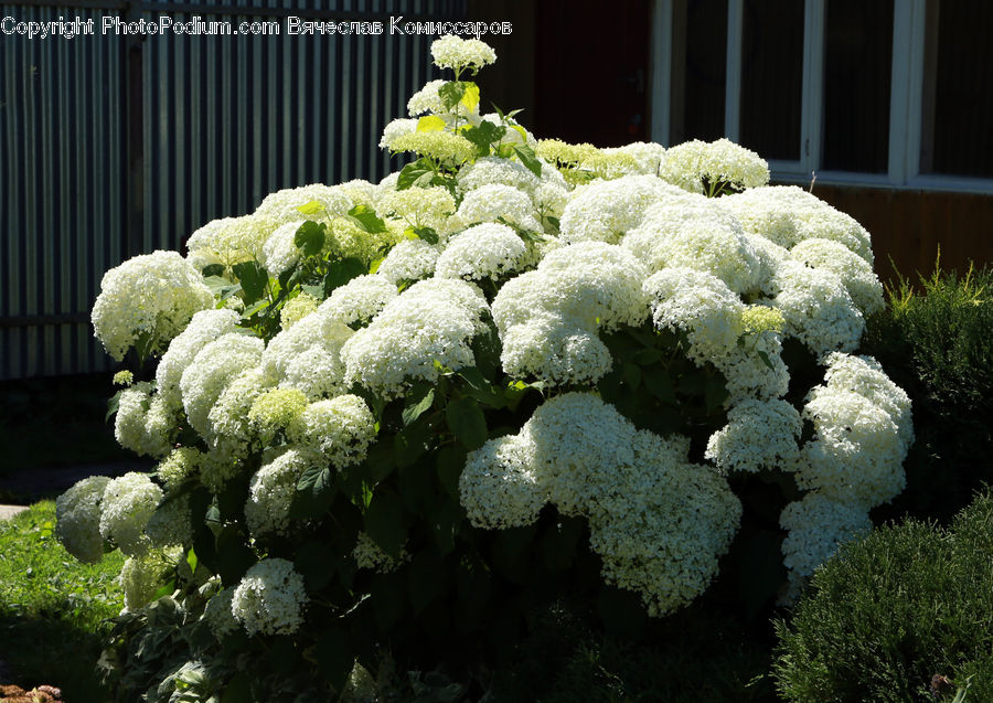 Cauliflower, Produce, Vegetable, Bush, Plant, Vegetation, Conifer