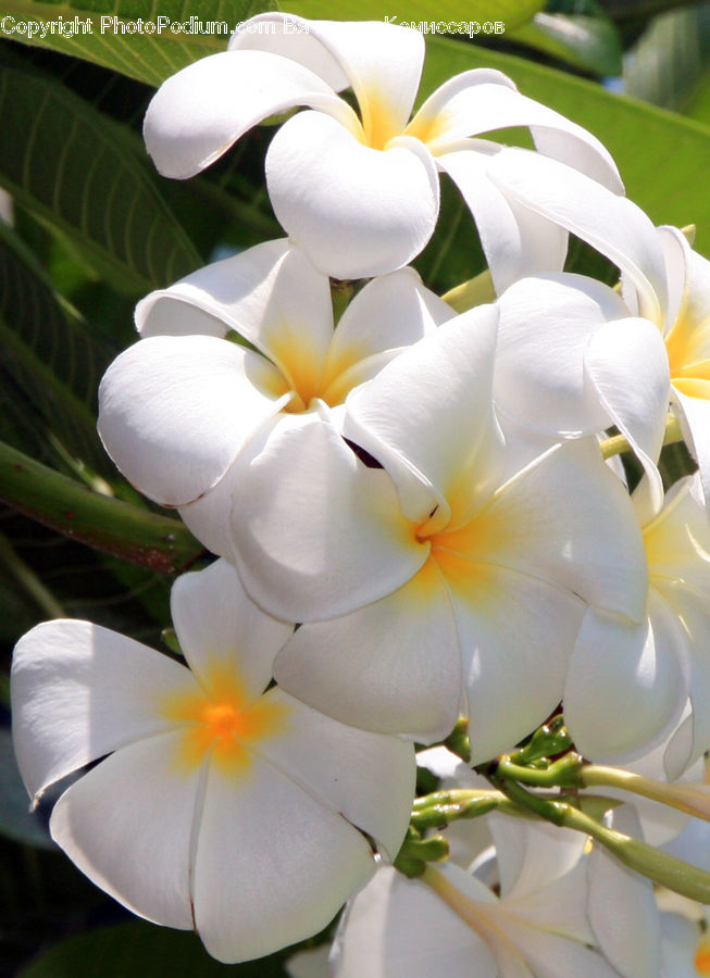Blossom, Crocus, Flora, Flower, Plant, Gladiolus, Vanilla