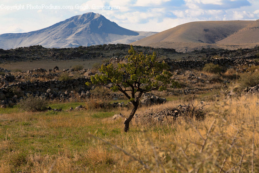 Field, Grass, Grassland, Land, Outdoors, Wilderness, Bush