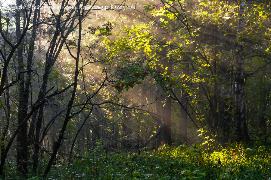 Forest, Vegetation, Bush, Plant, Field, Grass, Grassland