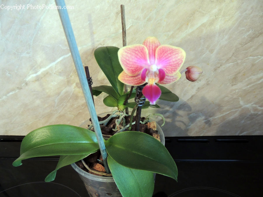 Plant, Potted Plant, Flower Arrangement, Ikebana, Vase, Floral Design, Flower