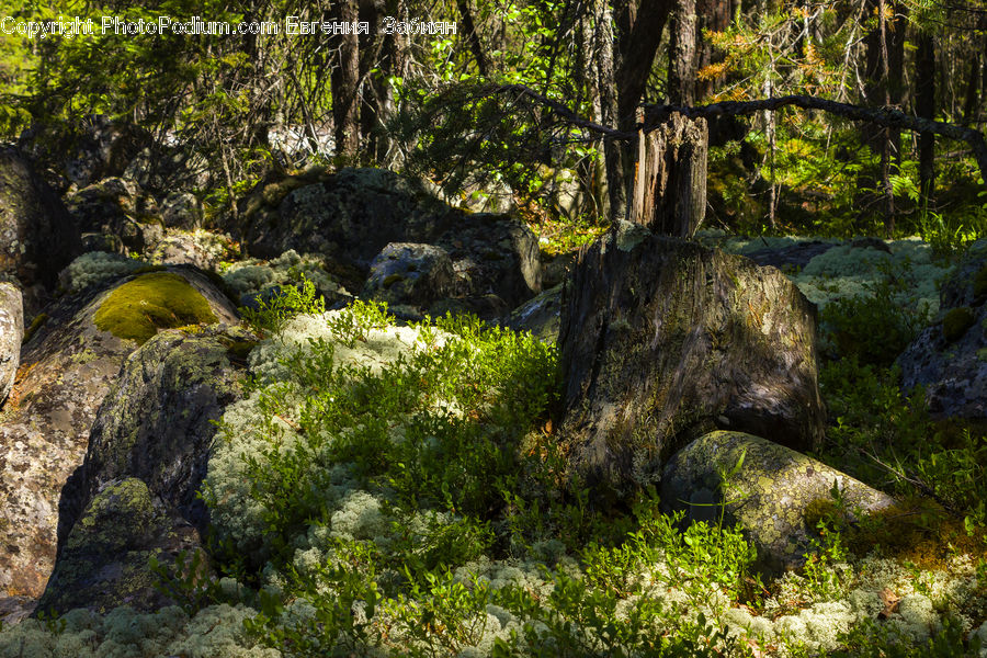 Forest, Vegetation, Oak, Tree, Wood, Rock, Bush