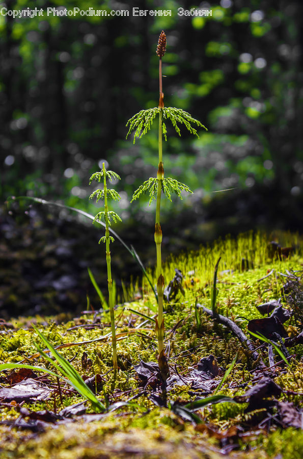 Conifer, Fir, Plant, Tree, Blossom, Flora, Flower