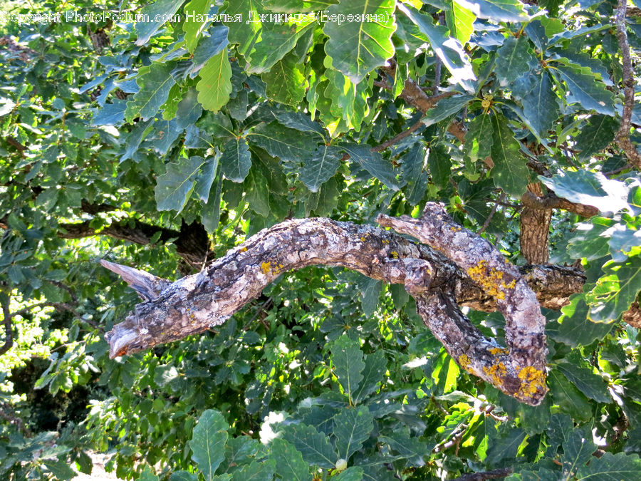 Amphibian, Salamander, Wildlife, Oak, Tree, Wood, Blossom