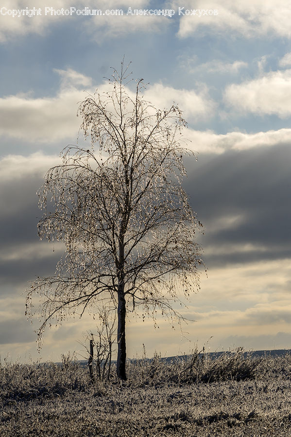 Plant, Tree, Oak, Wood, Outdoors, Plateau, Landscape