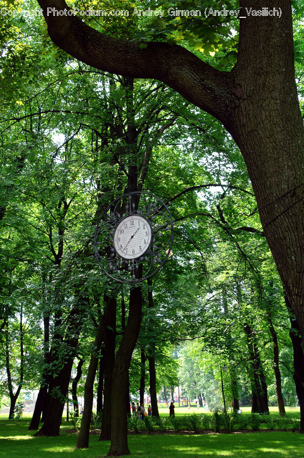 Oak, Tree, Wood, Plant, Fir, Forest, Grove