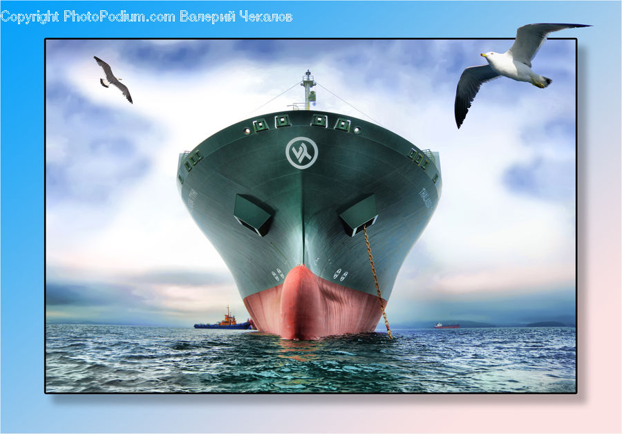 Bird, Seagull, Ferry, Freighter, Ship, Tanker, Vessel