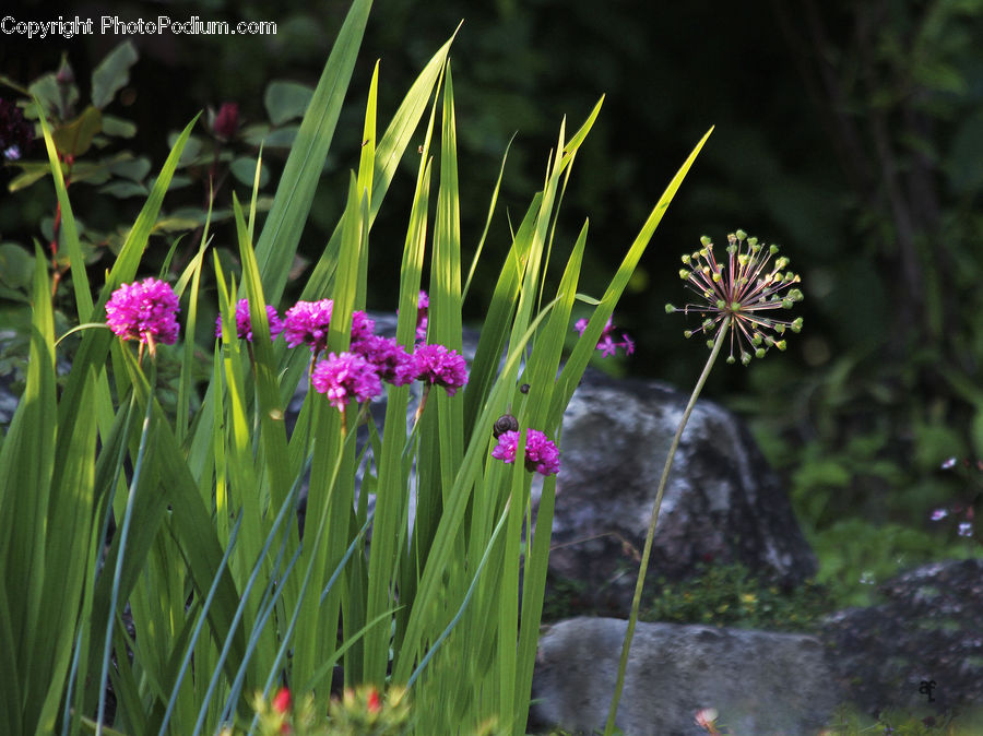 Blossom, Flora, Flower, Plant, Gladiolus, Amaryllidaceae, Weed