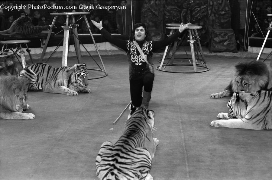 People, Person, Human, Animal, Mammal, Tiger, Zoo