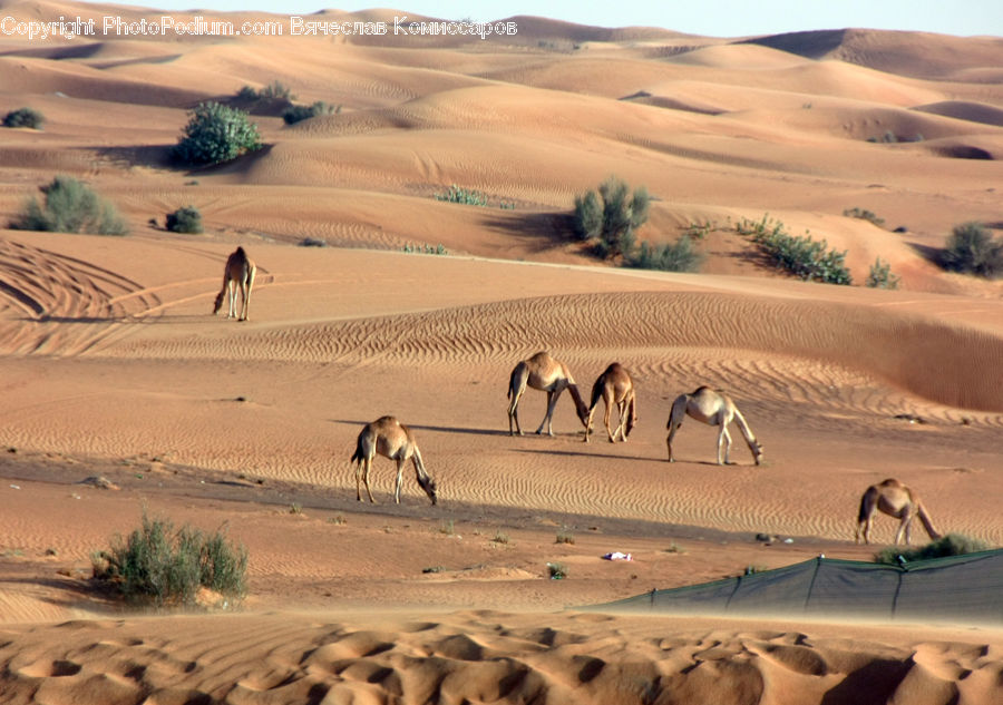 Desert, Outdoors, Dune, Ancient Egypt