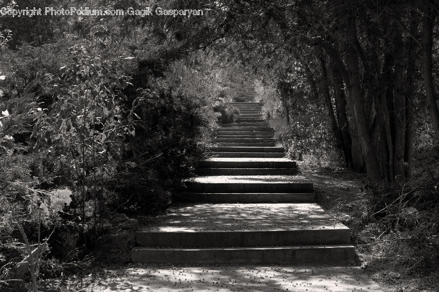 Path, Trail, Road, Walkway, Blossom, Flora, Flower