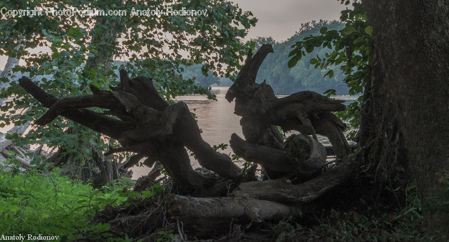 Art, Gargoyle, Statue, Nest, Oak, Sycamore, Tree