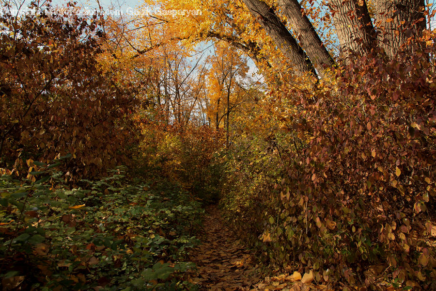 Ivy, Plant, Vine, Dirt Road, Gravel, Road, Birch