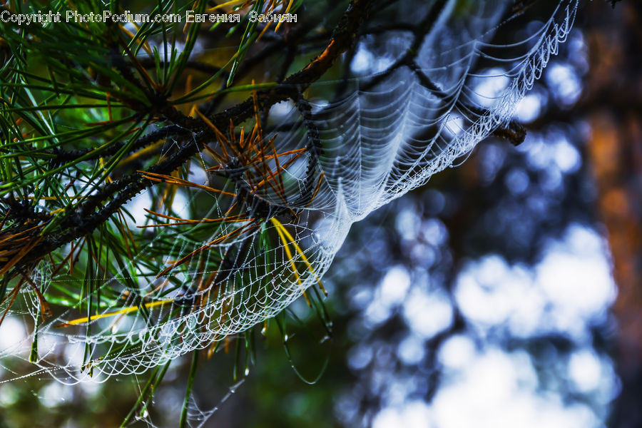 Arachnid, Garden Spider, Insect, Invertebrate, Spider, Conifer, Fir