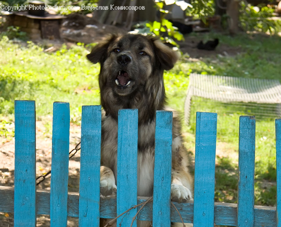 Animal, Canine, Dog, Labrador Retriever, Mammal, Pet, Plant