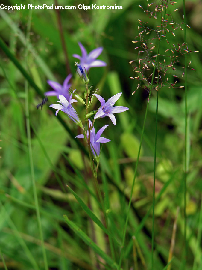 Blossom, Crocus, Flora, Flower, Plant, Fiber, Flax