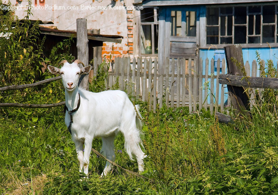 Animal, Goat, Mammal, Mountain Goat, Ivy, Plant, Vine