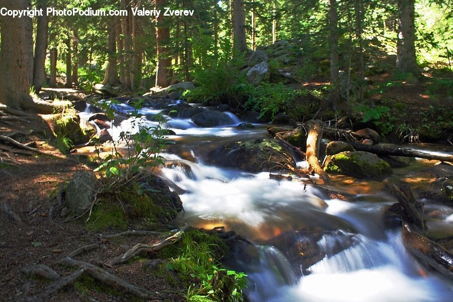 Creek, Outdoors, River, Water, Stream, Bird, Waterfall