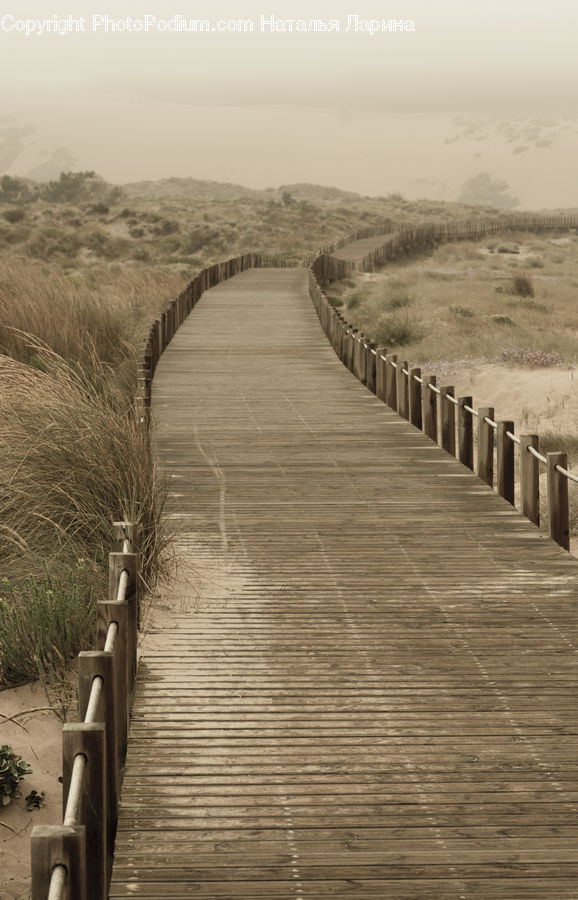 Boardwalk, Deck, Path, Sidewalk, Walkway, Plant, Potted Plant